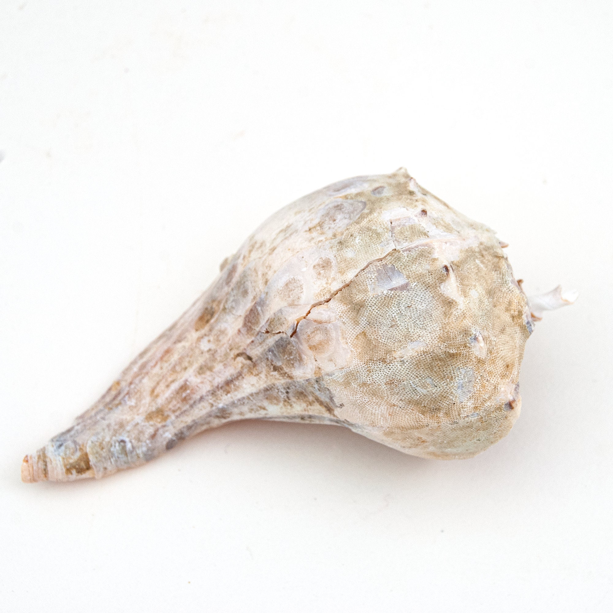 Three Unique Seashells From Cape Cod Beaches , Conch, Twisted, Ribbed