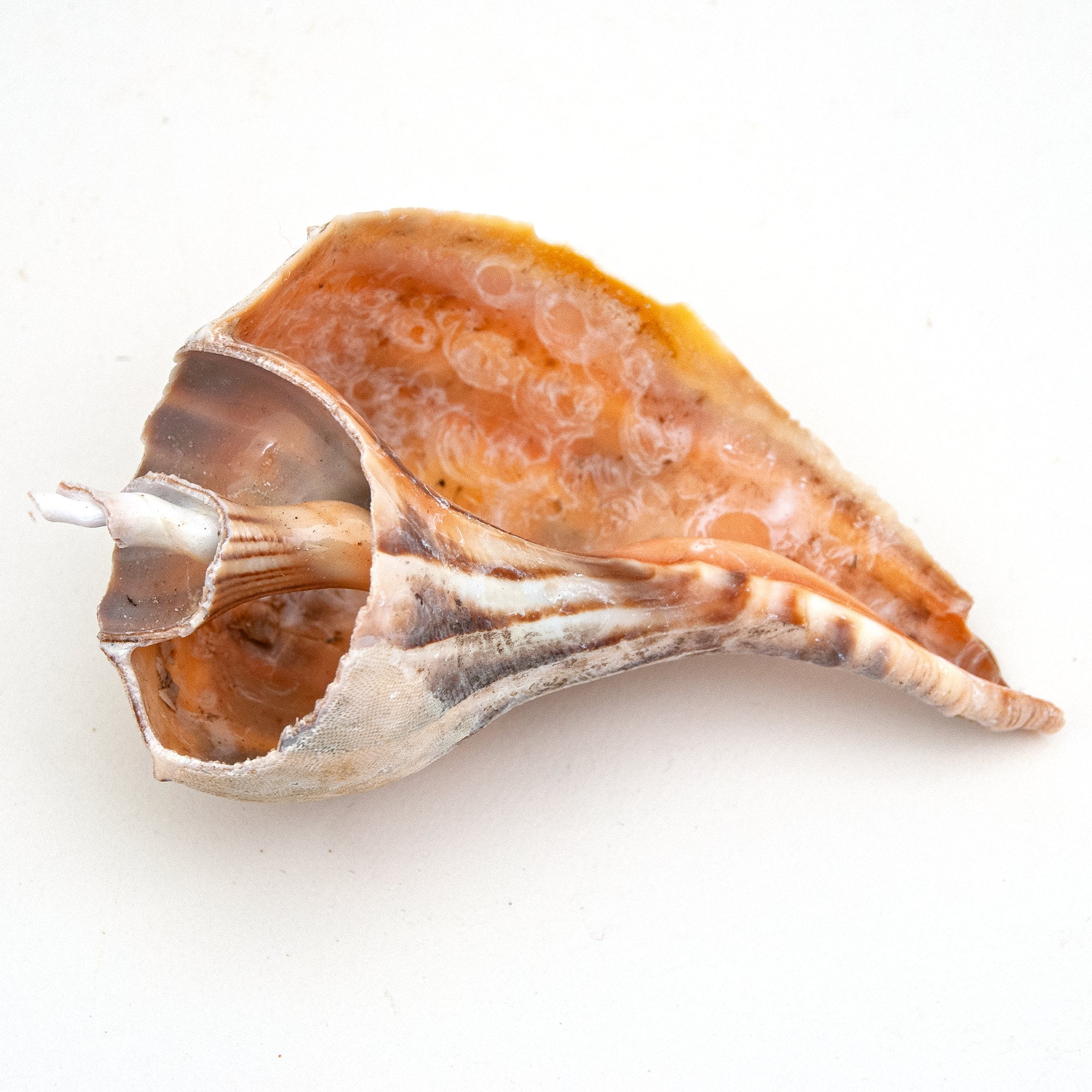 Three Unique Seashells From Cape Cod Beaches , Conch, Twisted, Ribbed