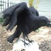Common Raven, Custom Order - Etsy