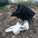 Common Raven, Custom Order - Etsy