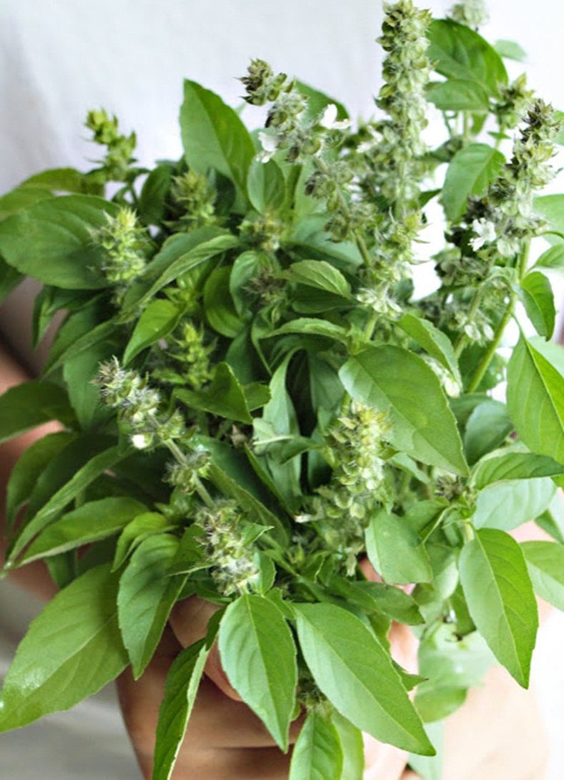 Lemon basil 2500 seeds 600 seeds Hoary basil Herb heirloom | Etsy