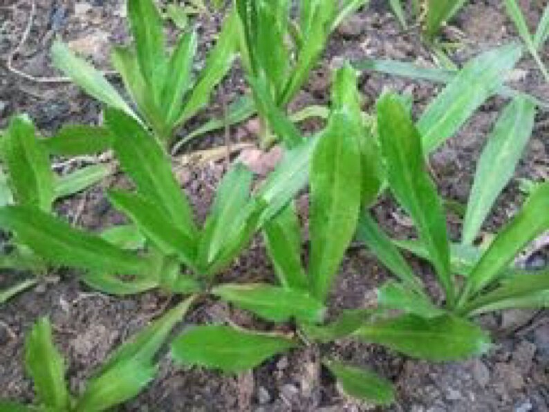 Long Coriander 1500 seeds 600 seeds Heirloom Thai vegatable Etsy