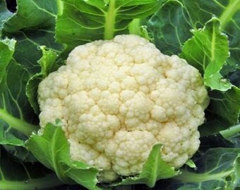 Cauliflower 300 seeds 100 seeds vegetable seeds