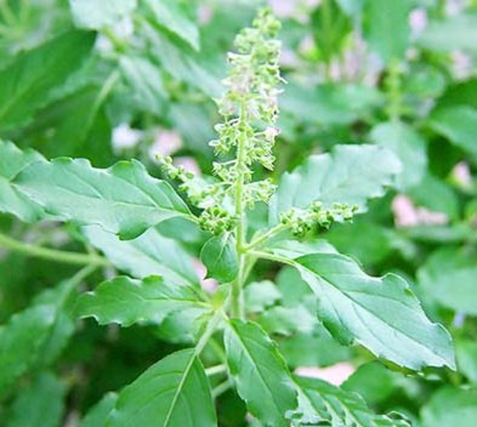 Holy Basil 3000 seeds 600 seeds Heirloom Thai vegetable Etsy
