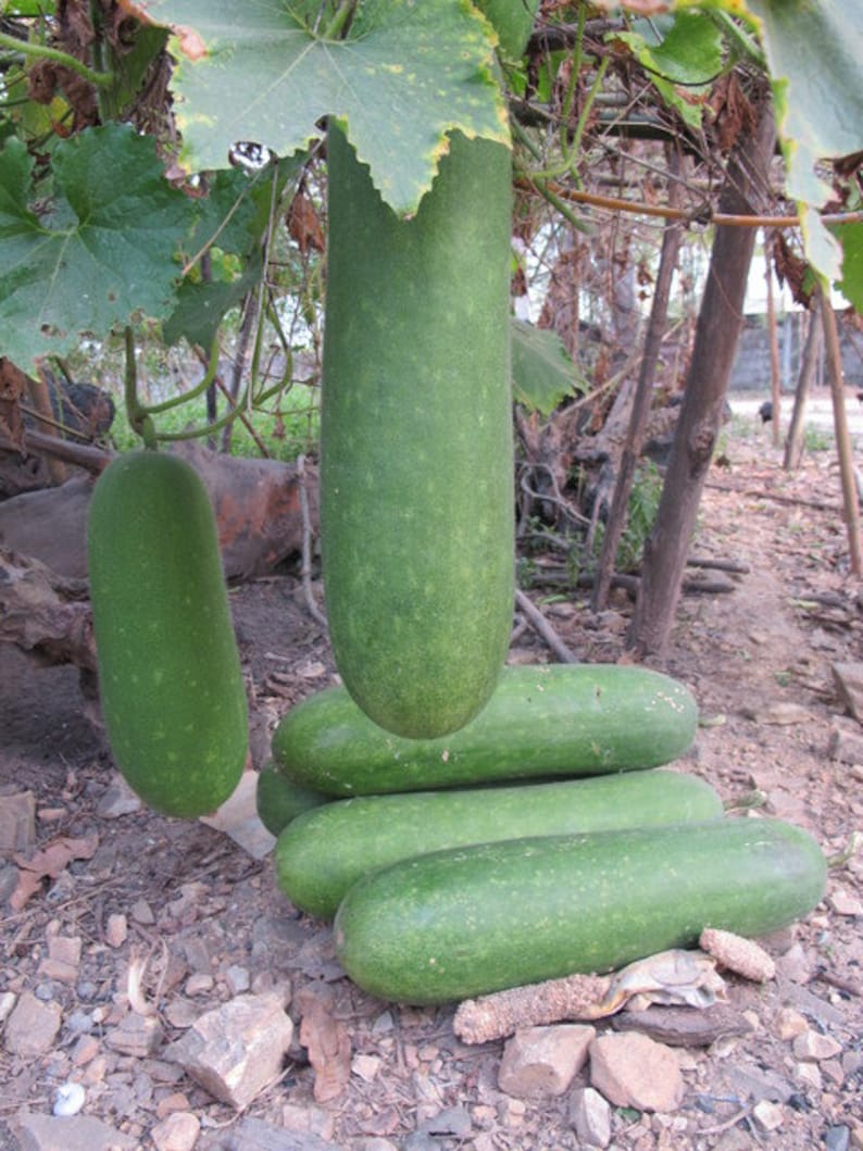 Wax Gourd 60 seeds 30 seeds Heirloom vegetable Etsy