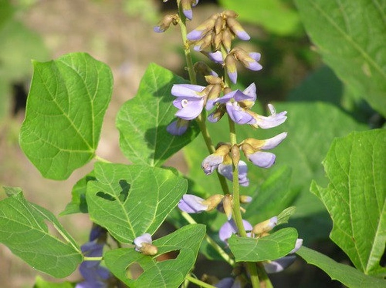 Jicama Yam bean 45 seeds 20 seeds Heirloom Thai seeds