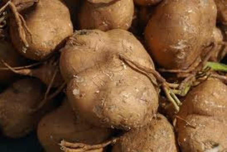 Jicama Yam bean 45 seeds 20 seeds Heirloom Thai seeds