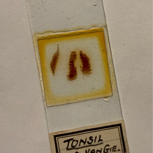 1921 Antique Prepared Pathology Microscope Slide - Tonsil  - Oddity - Medical -  Cabinet of Curiosity - Scientific - Specimen - 34b