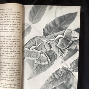 May include: Black and white photograph of a moth resting on a leafy plant. The moth has intricate wing patterns, and the leaves have prominent veins. The image is from a book, with text visible on the left side.