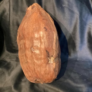 Antique Whole Coconut  - Oddity - Cabinet of Curiosities - Decorative - Curiosity - Natural History - Quirky - Curio #133b