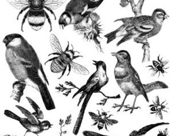 IOD Decor Stamp Birds and Bees 12x12" by Iron Orchid Designs