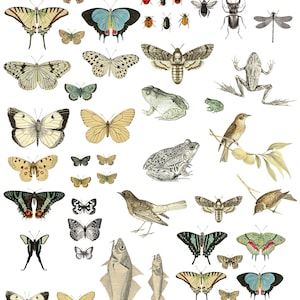 May include: A collection of vintage illustrations featuring various insects, butterflies, frogs, birds, and fish. The illustrations are in black and white with some color accents.
