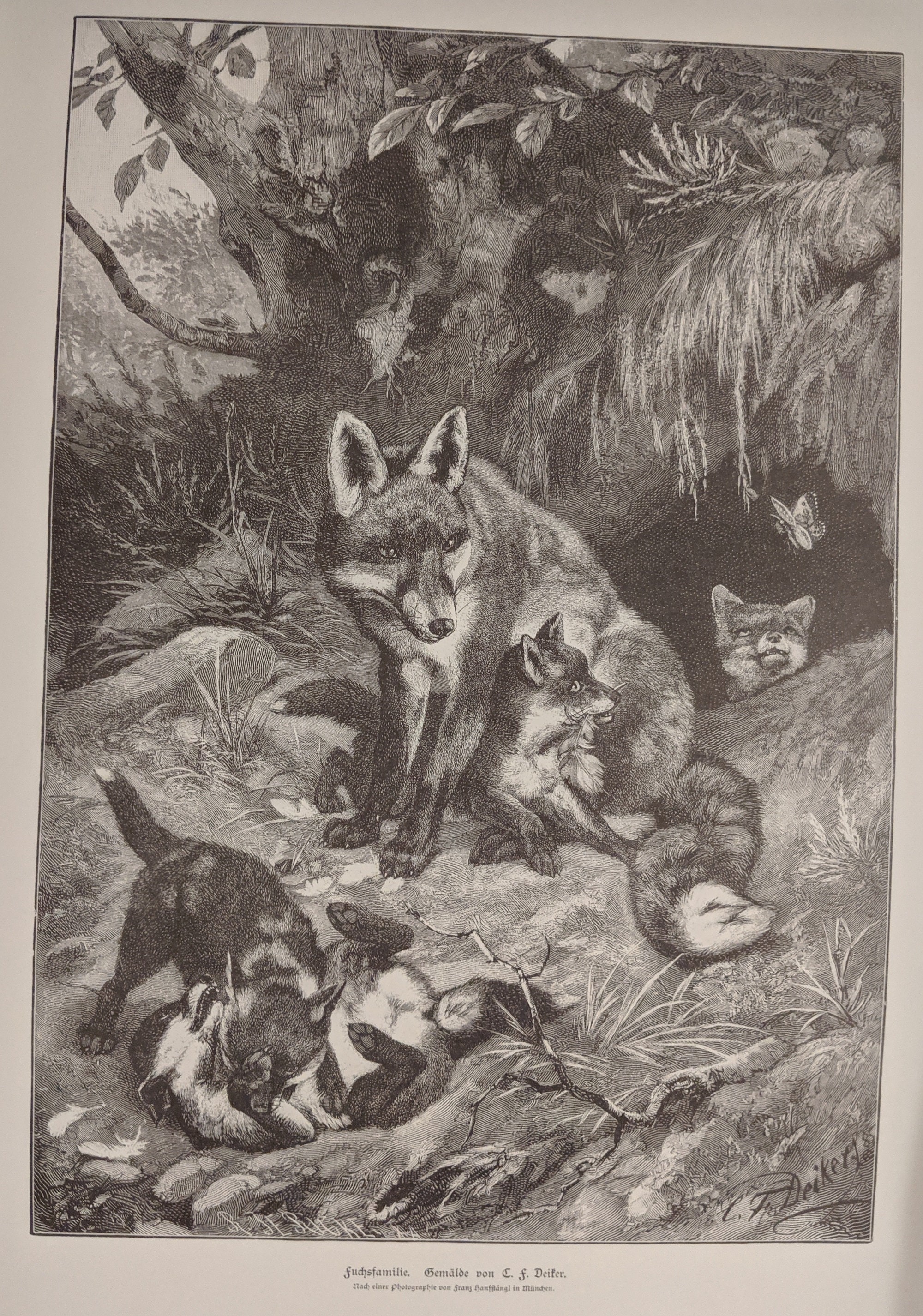 Vintage Framed Print Fox Family from Original Engraving C.F Deiker 1885