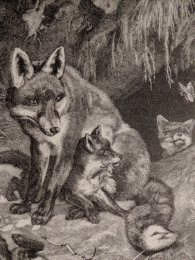 Vintage Framed Print Fox Family from Original Engraving C.F Deiker 1885