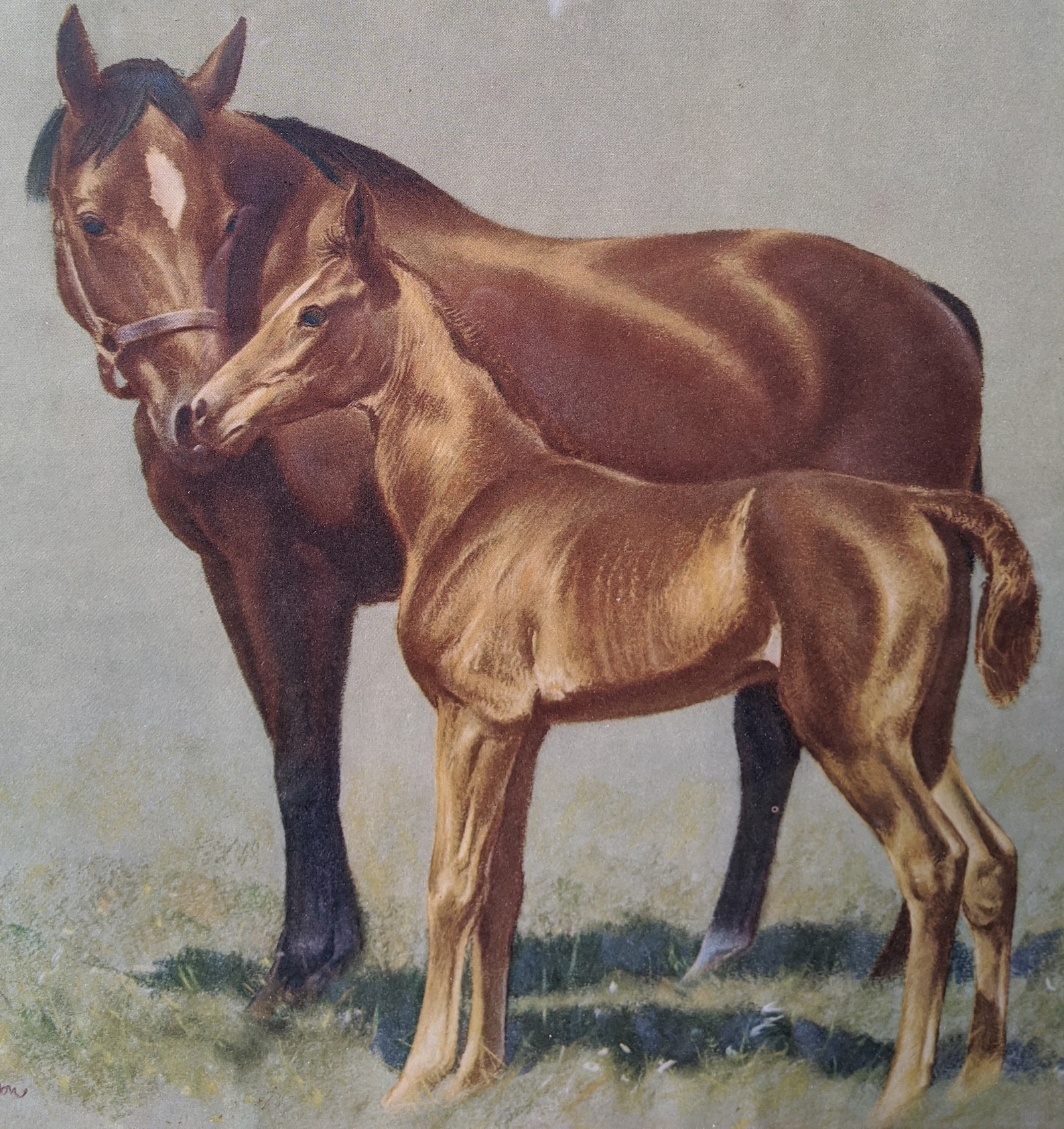 Vintage Horse Prints C.W. Anderson Thoroughbred Mares & Foals Etsy
