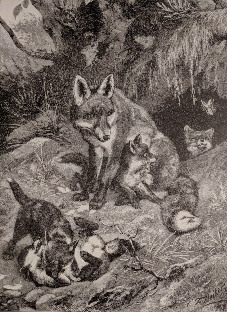 Vintage Framed Print Fox Family from Original Engraving C.F Deiker 1885