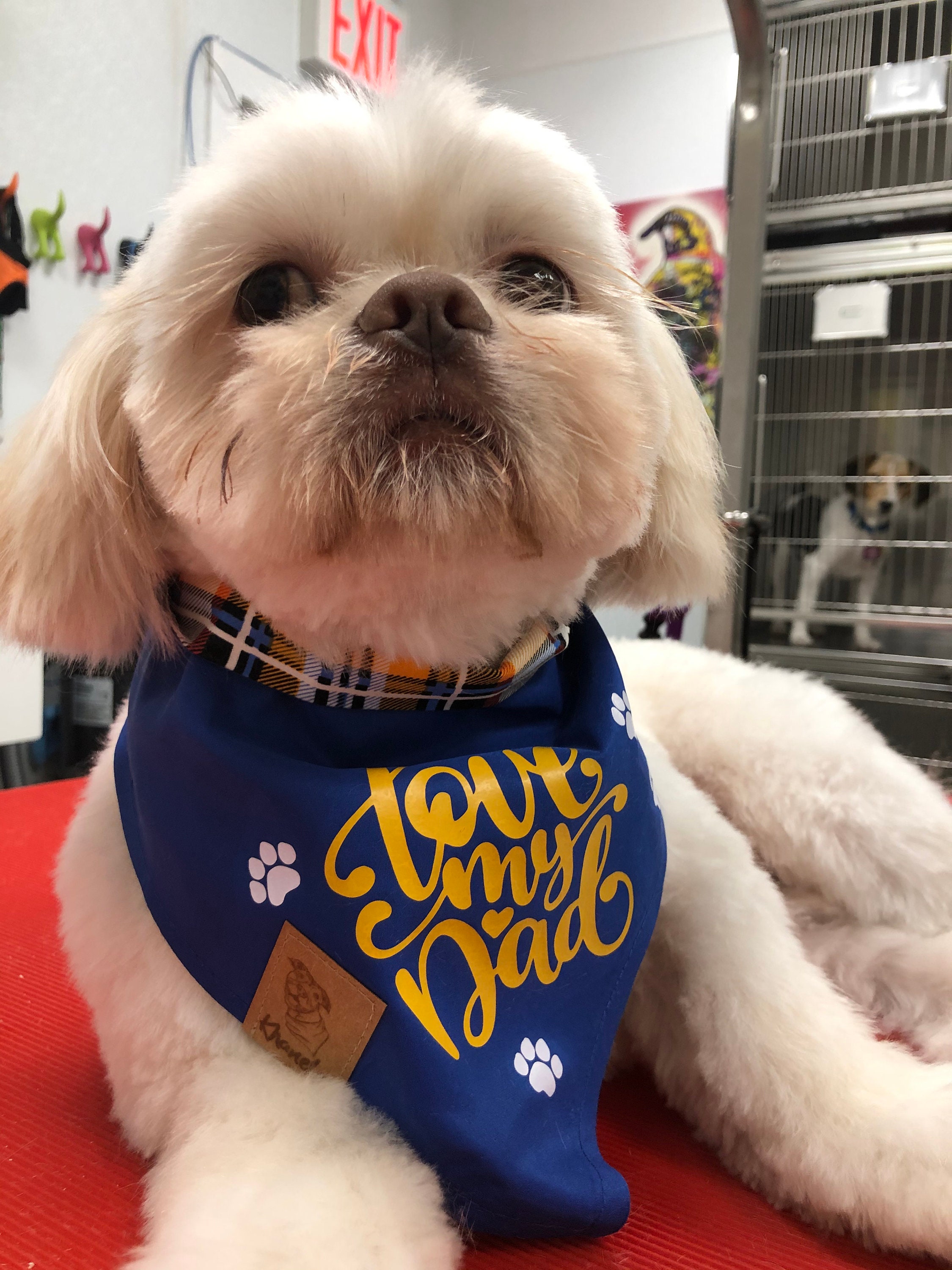 T-shirt SPCA International Puppy - Imprimé Chien Avec Bandana, Taille XL Blanc, Occasion Très Bon état