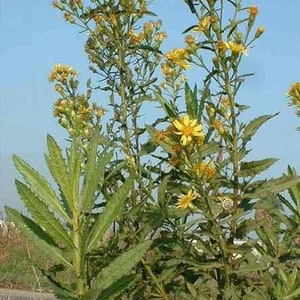 Inula Viscosa Balm/Salve 2oz Dittrichia viscosa is an extremely rare balm formula and ancient remedy Jobs Oil from the Land of Israel image 7