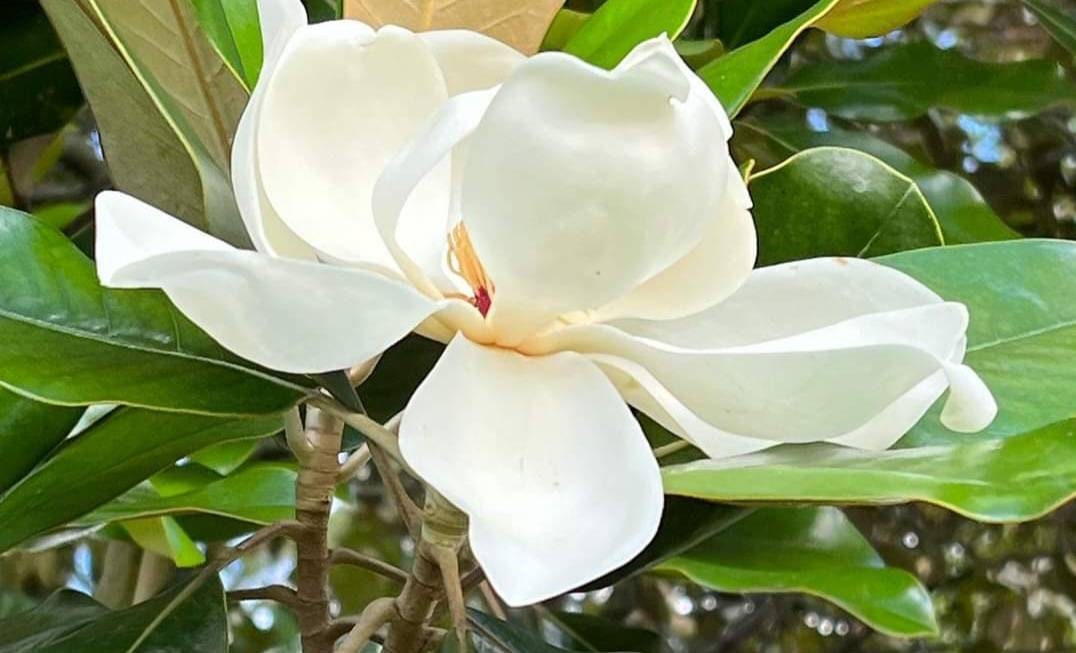 Magnolia Leaf Essential Oil Aroma