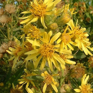 Inula Viscosa Balm/Salve 2oz Dittrichia viscosa is an extremely rare balm formula and ancient remedy Jobs Oil from the Land of Israel image 6