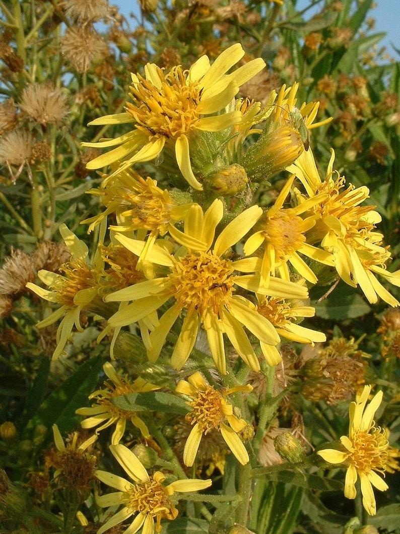 Inula Viscosa Balm/Salve 2oz Dittrichia viscosa is an extremely rare balm formula and ancient remedy Jobs Oil from the Land of Israel image 6