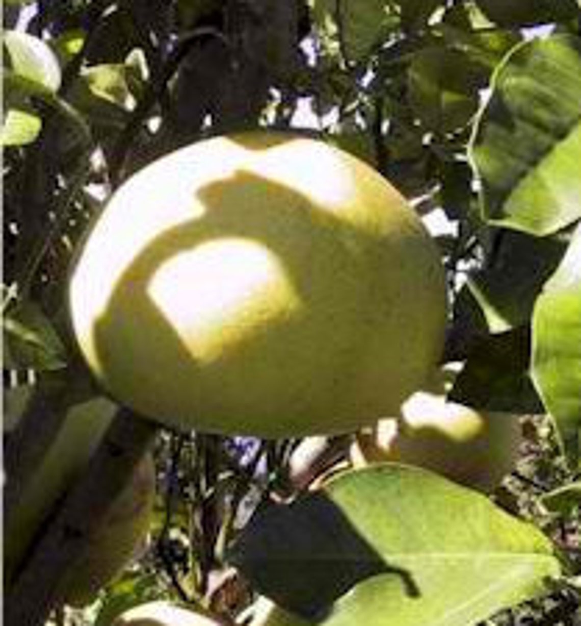 Pomelo Essential Oil Organic 10ml From ISRAEL Rare Aytz Etsy