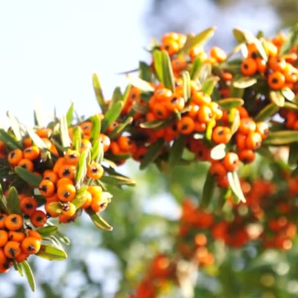 Sea Buckthorn Oil (Obleipa) אובליפחה כבישה קרה Cold Pressed Grown and Produced in Israel 15ml