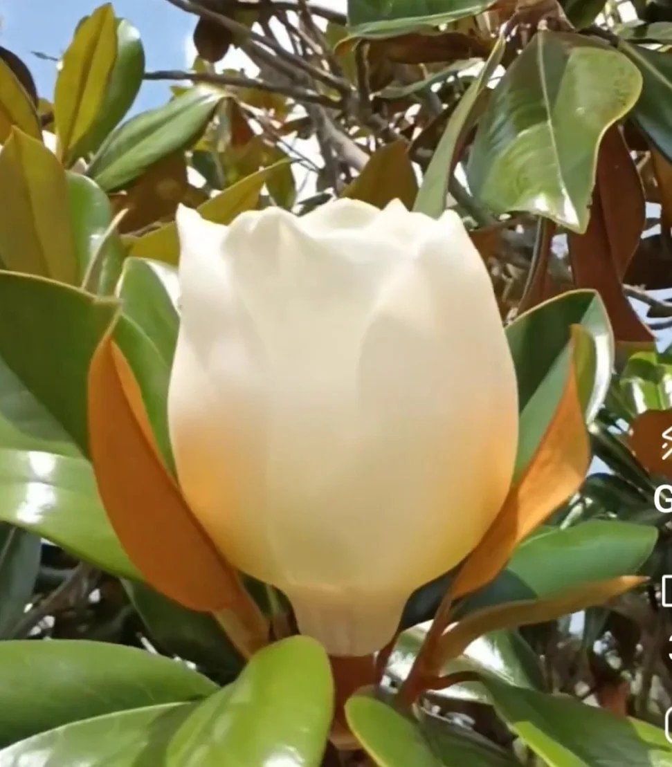 Southern Beautiful White Magnolia Flower High Quality Essential Oil 2ml USA  Made from True Heirloom Flowers RARE - Aytz Chayim Aromatherapy