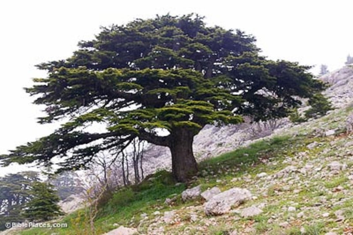 Cedar Of Lebanon Essential Oil Cedrus Libiani 5ml Etsy