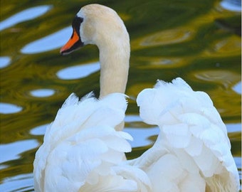 Public Garden Swan Boston MA, Swan photography, swan print, swan art, swan decor