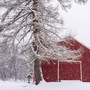 Winter Tree and Red Barn, Winter Photography, Winter Art, Winter Print, Winter Decor, Red Barn, Barn, Barn Photography, Barn Art, Barn Print