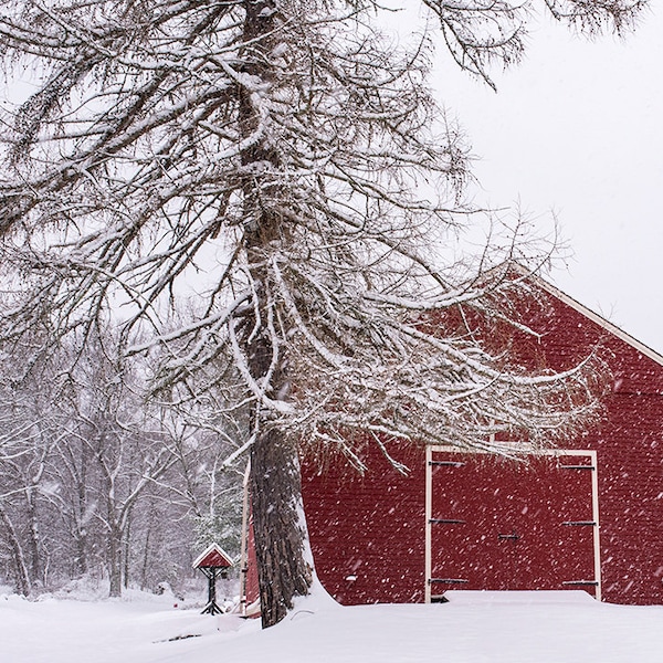 Winter Tree and Red Barn, Winter Photography, Winter Art, Winter Print, Winter Decor, Red Barn, Barn, Barn Photography, Barn Art, Barn Print