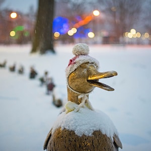 Entenküken, Boston Public Garden, Winterhut, Entenstatues, Weihnachten, Weihnachten, Lichter, Winter, Schnee, Entenküken