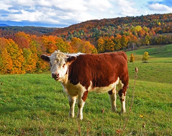 Jenne Farm Cows Congregating, Reading VT, Vermont, Cow Photography, Cow Art, Cow Decor, Cow Print, Farm Decor, Farm Print, Farm Photography