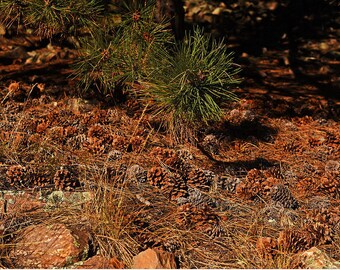 Pinecones congregating on the Royal Arch Trail Boulder Colorado, Pinecone decor, pinecone print, pinecone photography