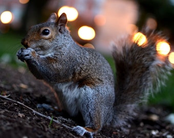 Frowning Squirrel, Squirrel Photography, Squirrel Photo, Squirrel print, Squirrel art, Squirrel decor, Home decor