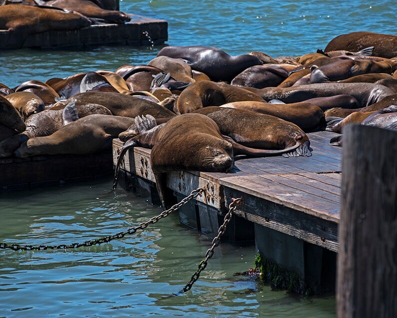 Pier 39 Chilling Seals San Francisco Seal Photography Seal Etsy