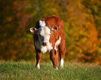 Jenne Farm Cow, Reading VT, Vermont, Cow Photography, Cow Art, Cow Decor, Cow Print, Farm Decor, Farm Print, Farm Photography, Vermont