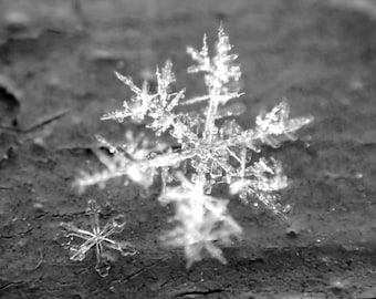 Snowflake Family Snowflake Macro, snowflake print, snowflake photography, snowflake art, snowflake decor, snow print, snow photography