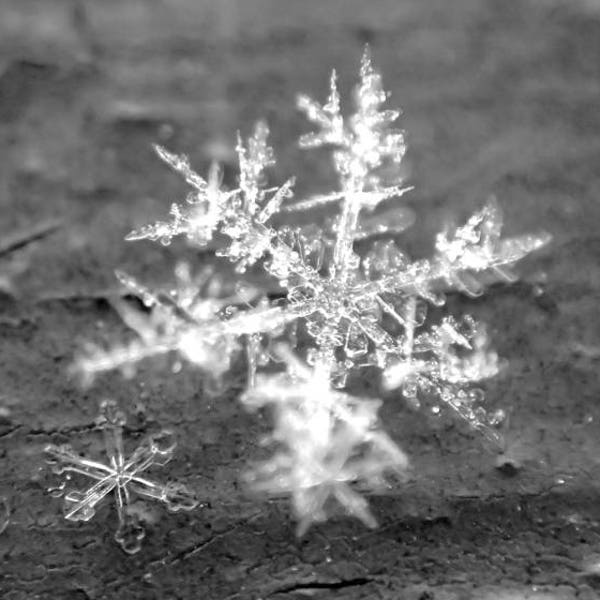 Snowflake Family Snowflake Macro, snowflake print, snowflake photography, snowflake art, snowflake decor, snow print, snow photography