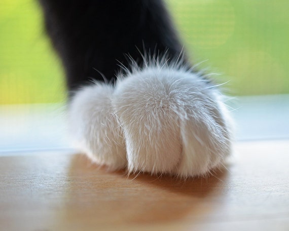 Tuxedo Cat Paw, Cat Photography, Cat Decor, Cat Print, Cat Art