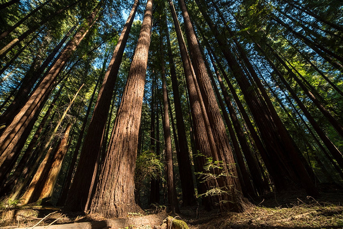 Armstrong Woods Redwood Trees, Great Redwoods, Redwood Trees, Armstrong Woods, Redwood Tree