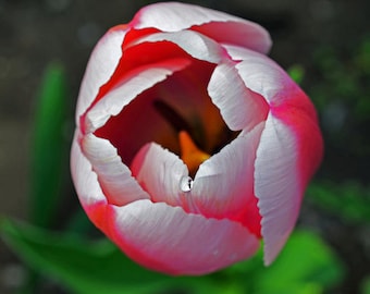 Purple Tulip, Tulip photography, tulip art, tulip picture, tulip wall art, tulip decor, flower photography, flower art, flower decor