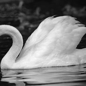 swan photography, 4x6, 8x12, 12x18 swan art, swan decor, swan print, pond photography, pond art, pond decor, pond print