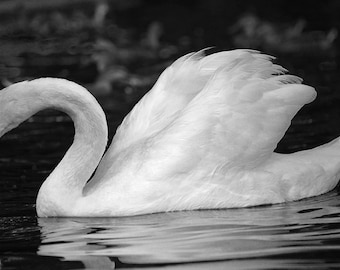 swan photography, 4x6, 8x12, 12x18 swan art, swan decor, swan print, pond photography, pond art, pond decor, pond print