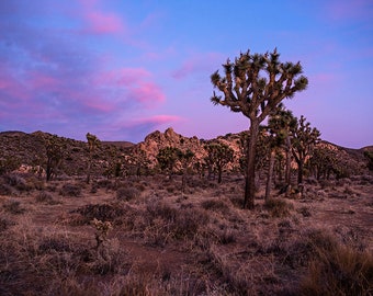 Joshua Tree Sunset, Joshua Tree National Park, Joshua Tree California, Joshua Tree Print