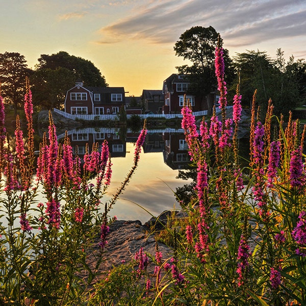 Redd's Pond Marblehead MA Lupines, Marblehead photography, marblehead art, marblehead decor, marblehead photography, north shore