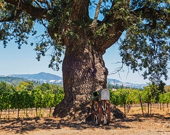 Sonoma Valley Tree California, Sonoma Valley, Sonoma County, Wine Country, Tree, Rustic, mountains, print, art, decor, photography