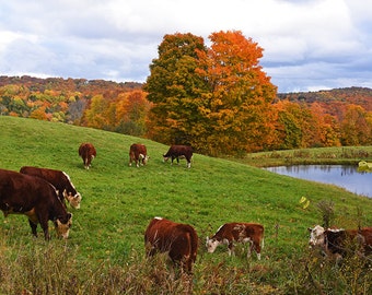 Jenne Farm Cows Congregating, Reading VT, Vermont, Cow Photography, Cow Art, Cow Decor, Cow Print, Farm Decor, Farm Print, Farm Photography