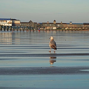 Sunrise on Old Orchard Pier, Old Orchard Beach, Maine, New England, Sunrise, Seagull